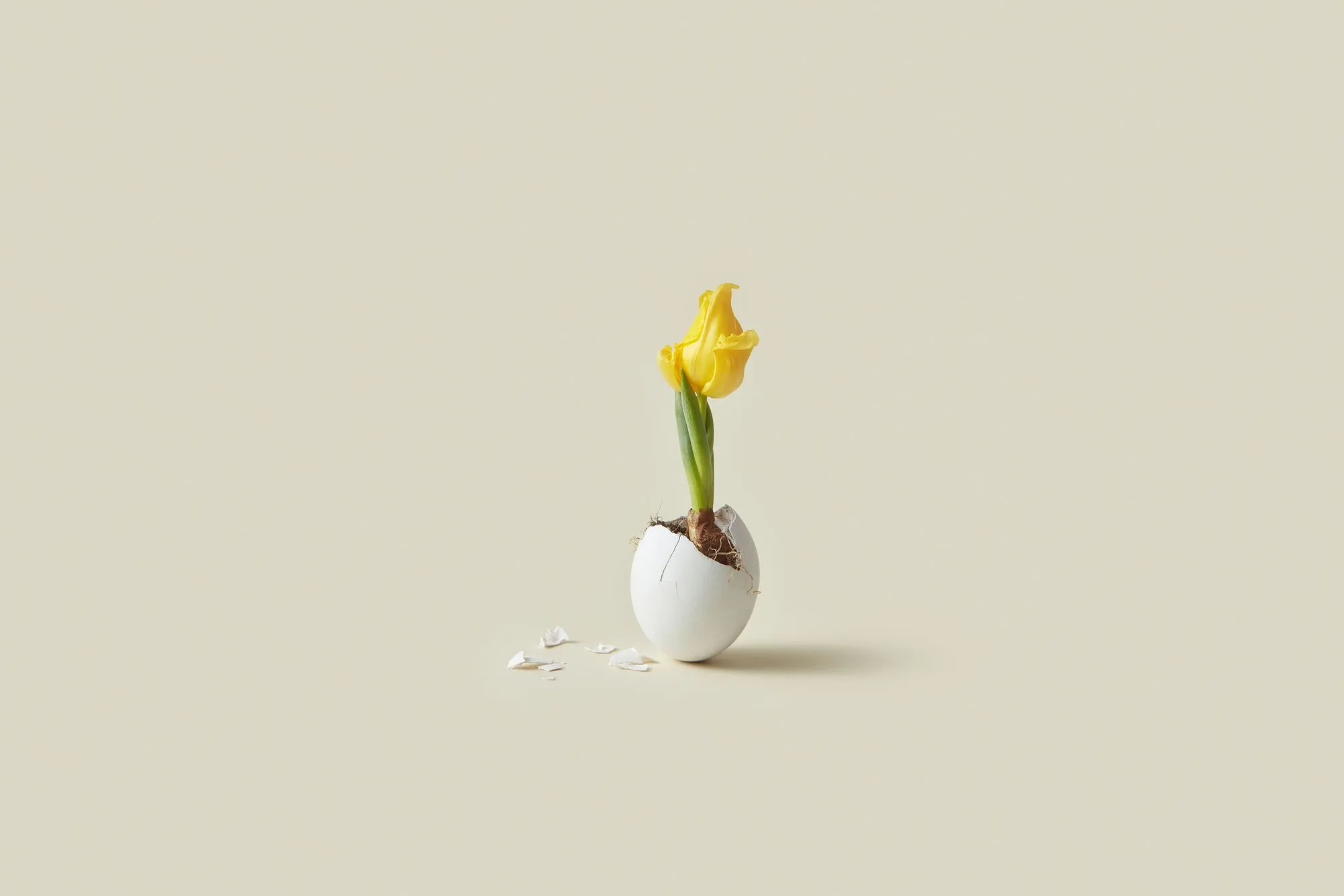 Understanding Egg Donor Insurance