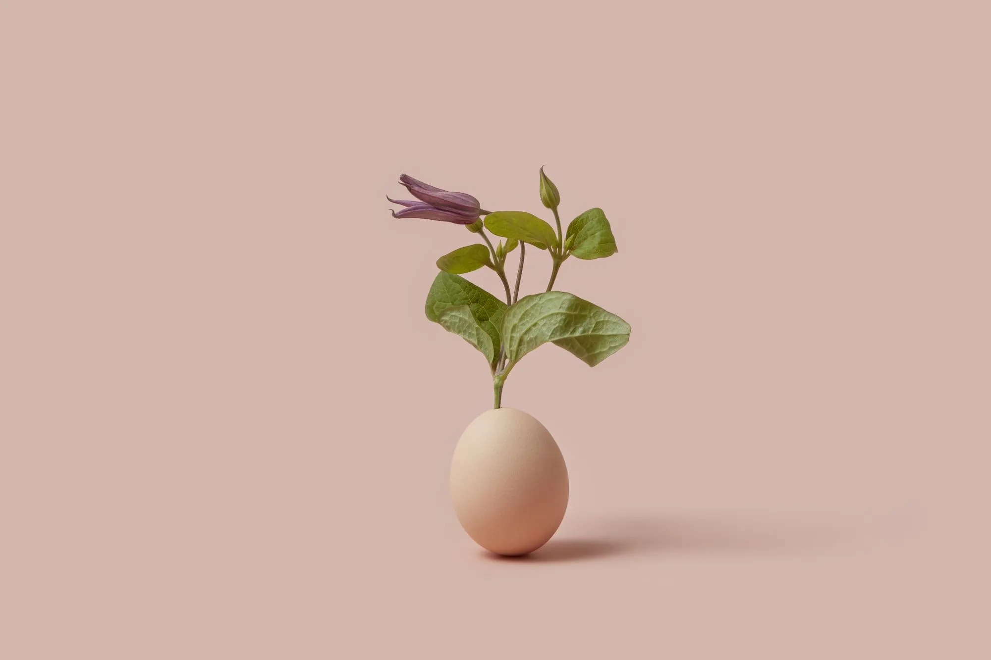 What Happens to Your Body During Egg Donation